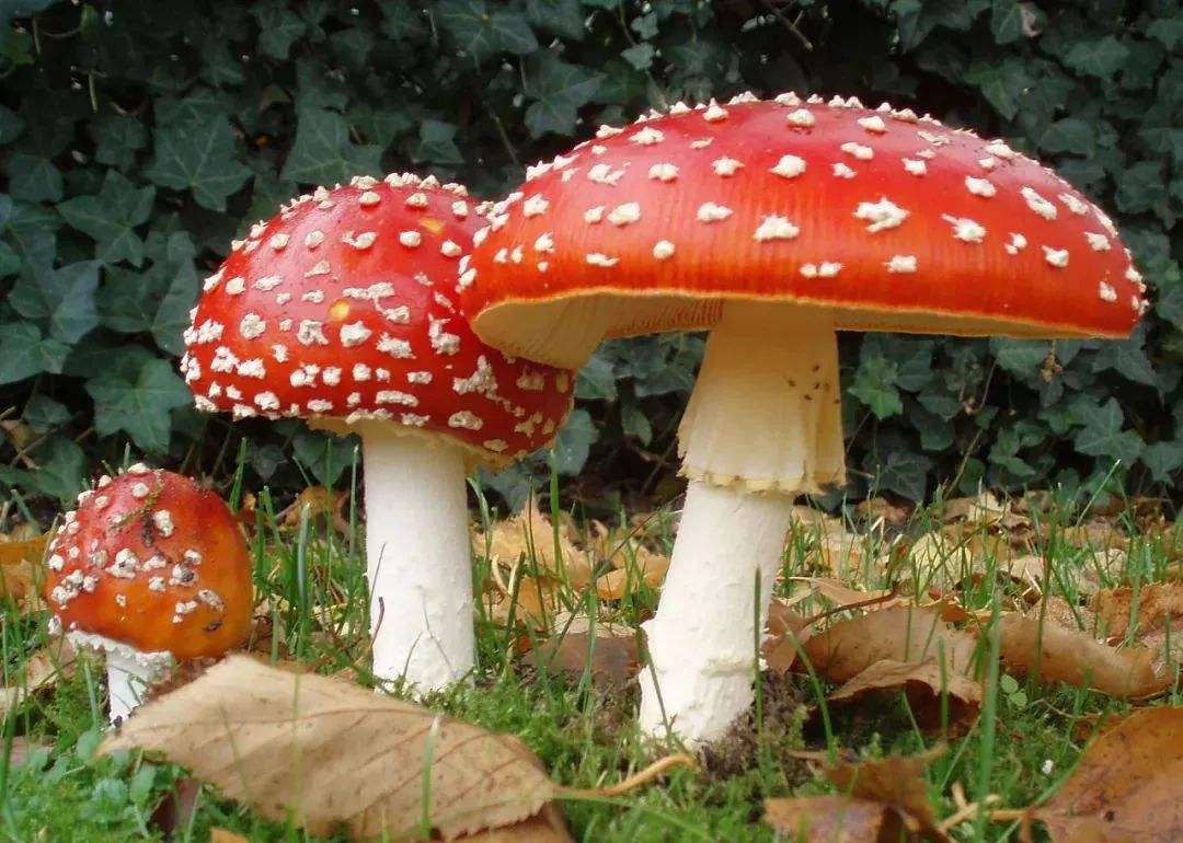 漂亮的蘑菇像什么?