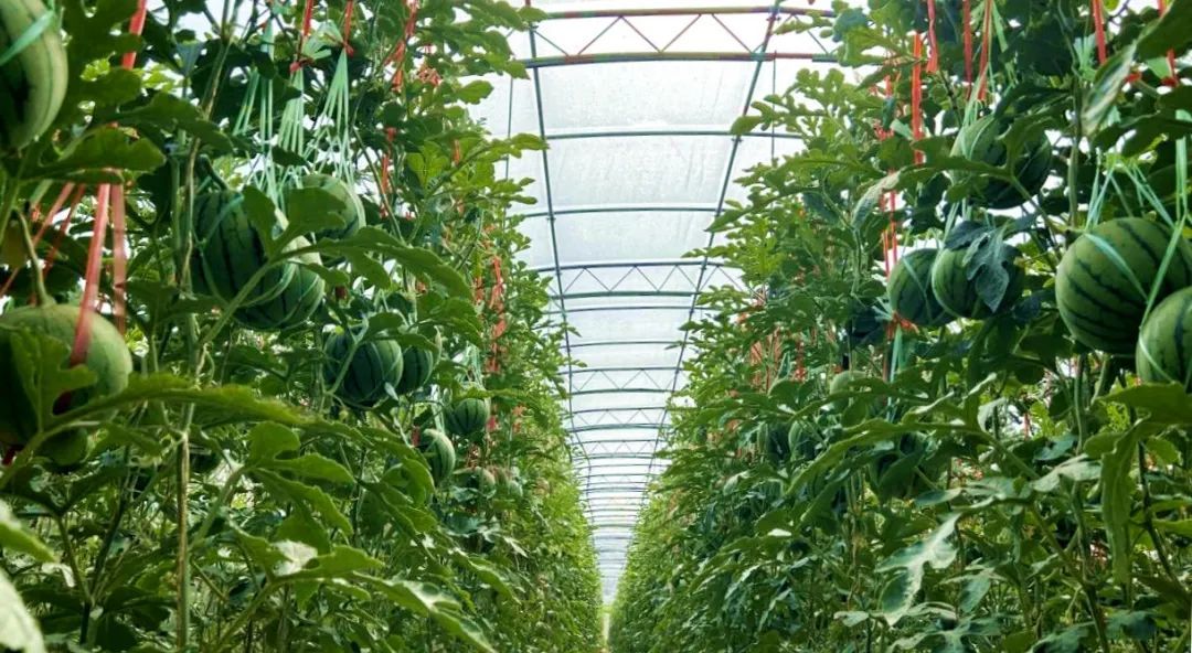 临洮清甜自然熟的小吊西瓜来啦