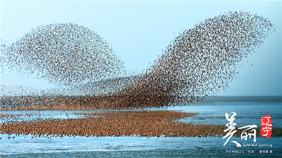 美丽辽宁|丹东鸭绿江口"鸟浪"