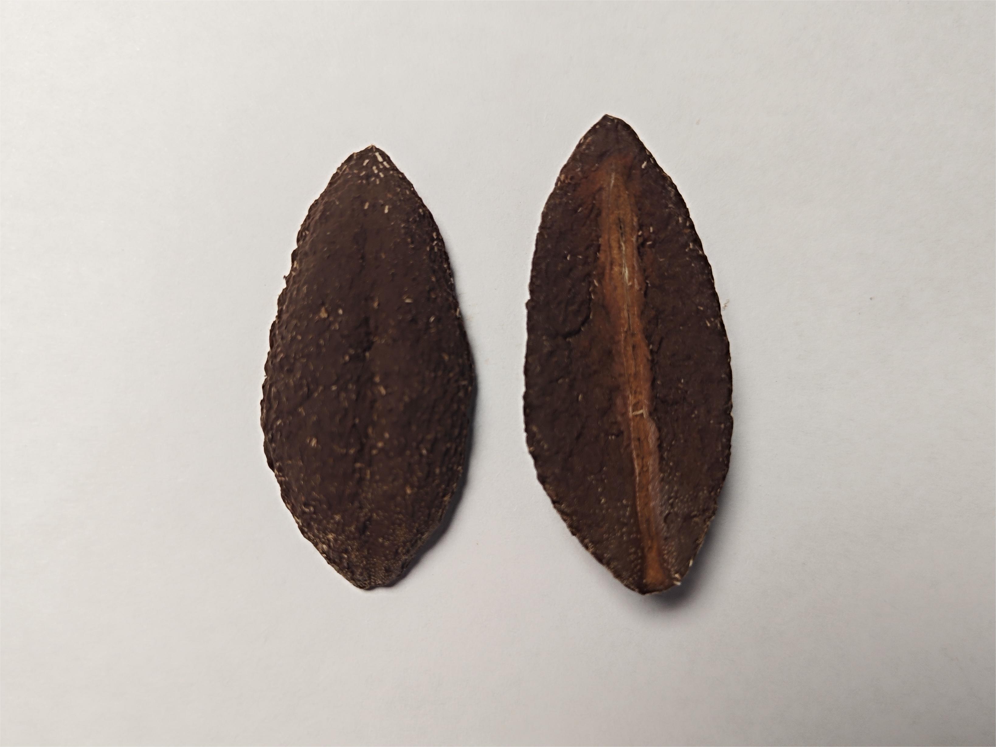 从一颗毛泡桐的果实你能看到些什么?小身体竟蕴含着大秘密!