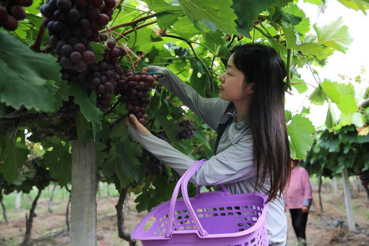 潢川县双柳树镇:"观光 采摘" 打开增收路