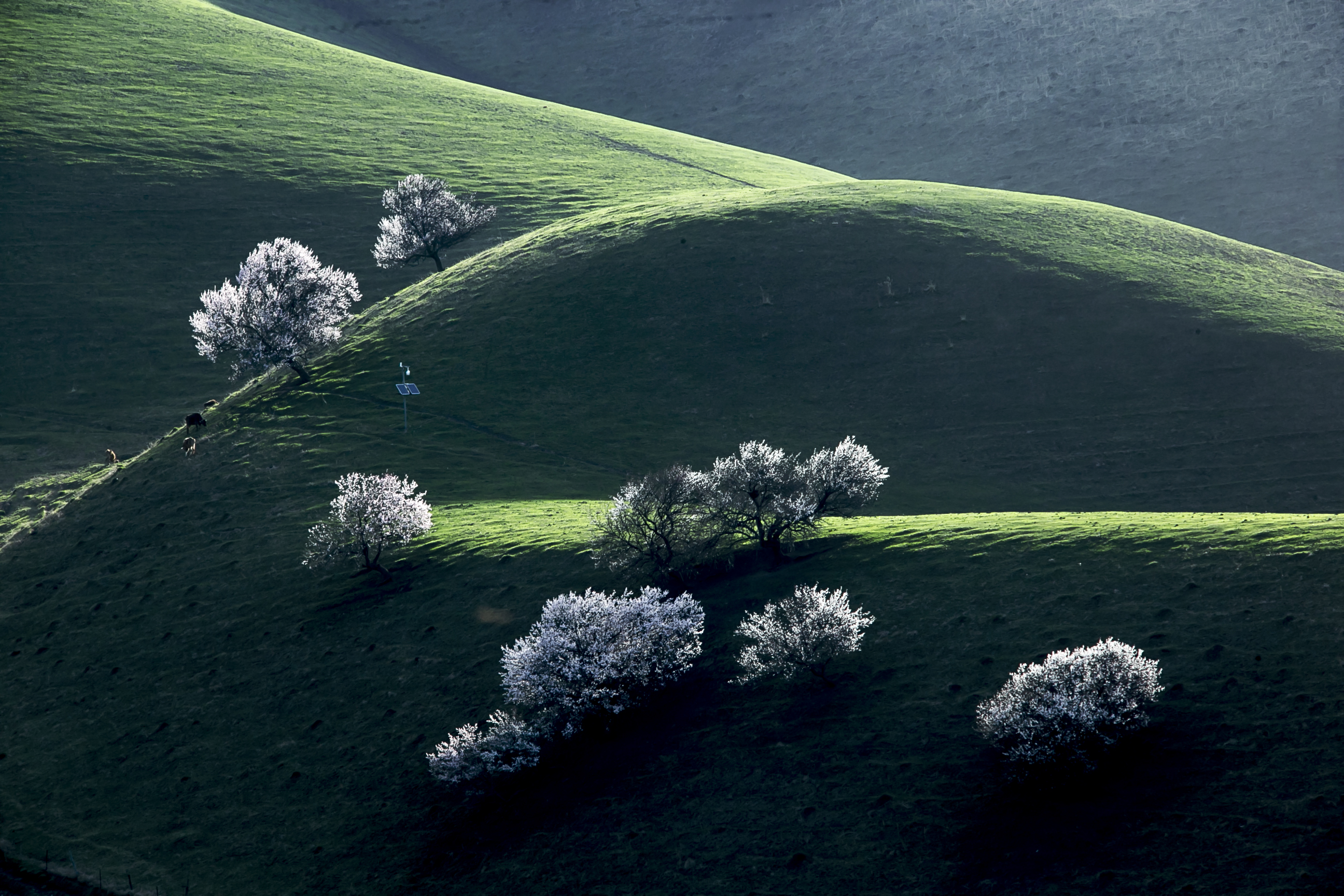 走进那拉提杏花谷,享受春天的浪漫