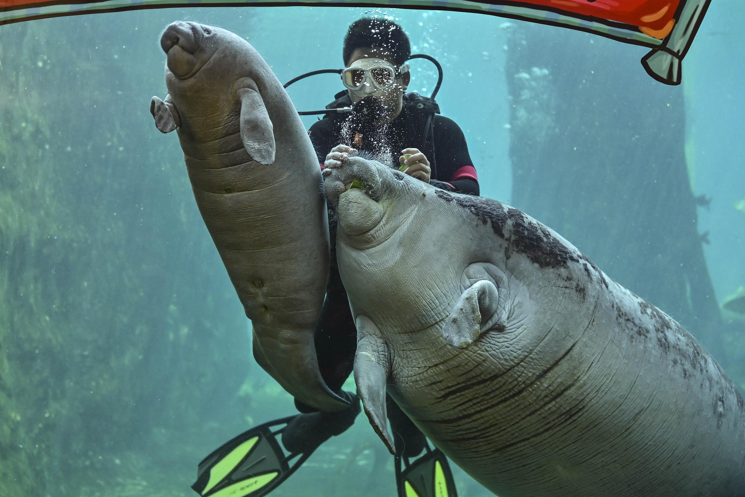 珠海:新生西非海牛宝宝"比莉"与游客见面