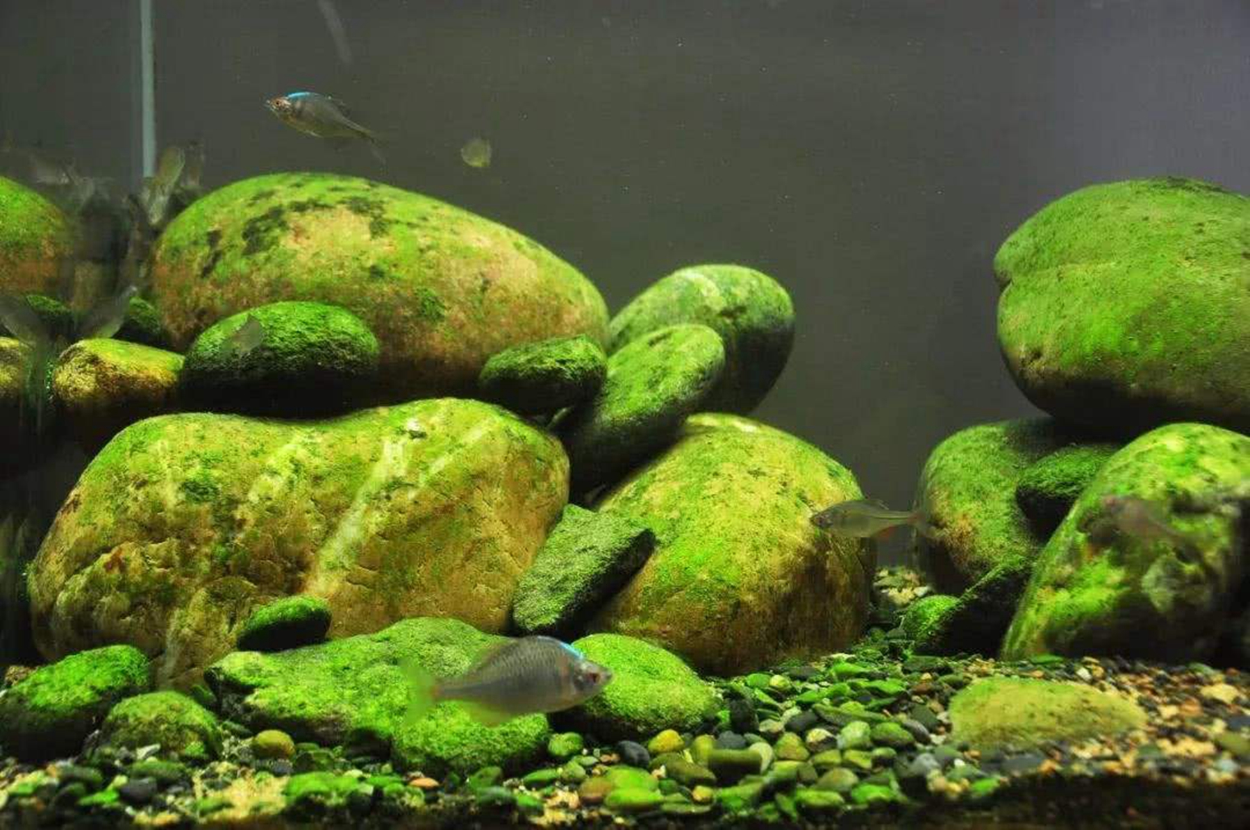 原生缸石头爆藻技巧有哪些?原生缸适合养什么鱼?