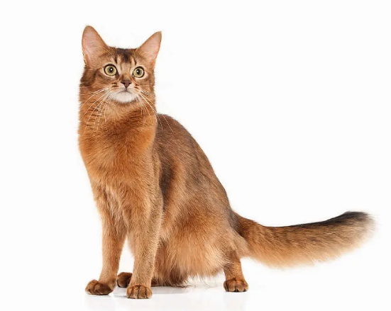 72种猫咪品种大全图片及介绍-3|猫咪品种知多少?看看你认识多少