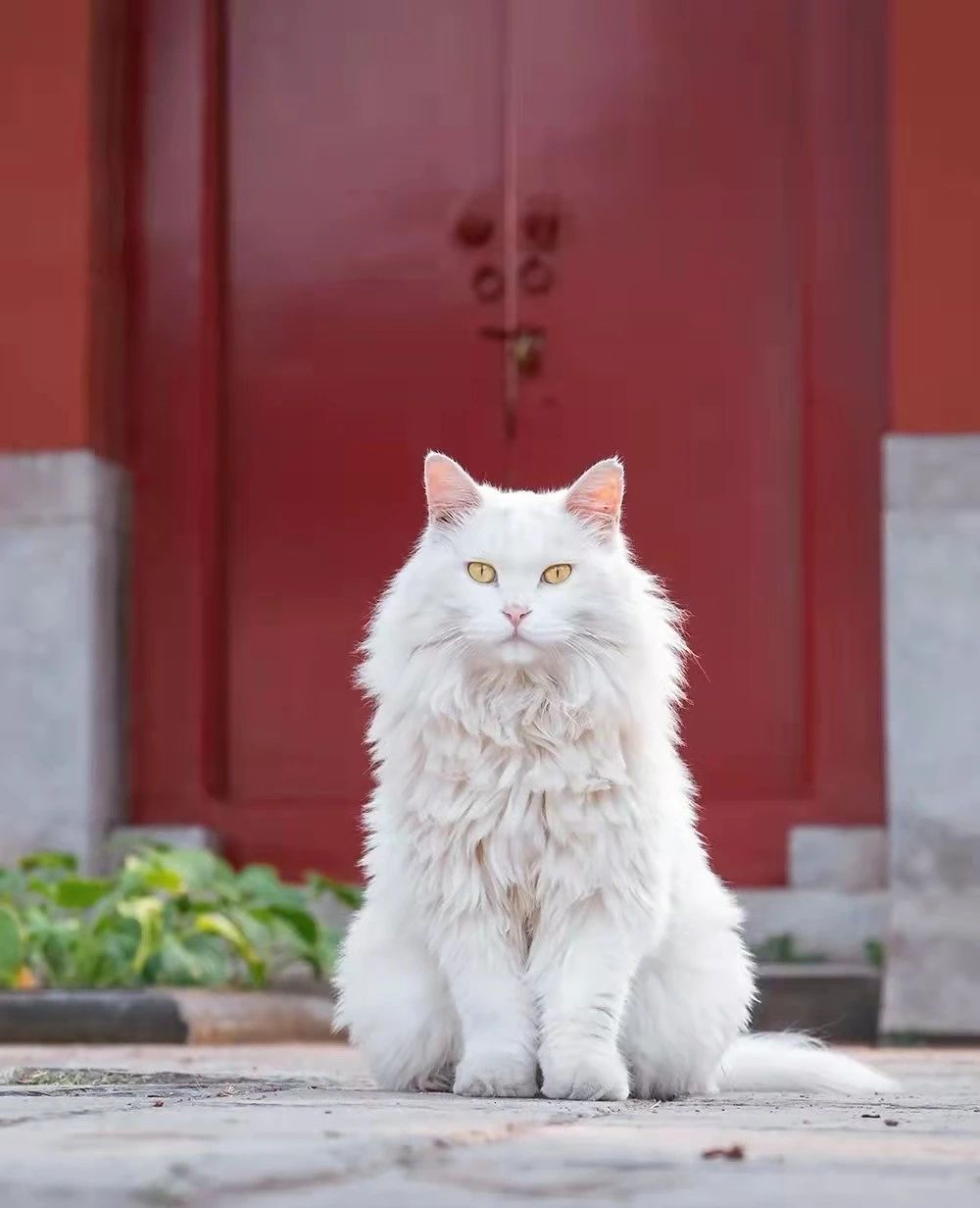 临清狮子猫唯美图片