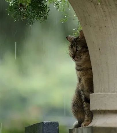 海明威:雨中的猫丨双语阅读