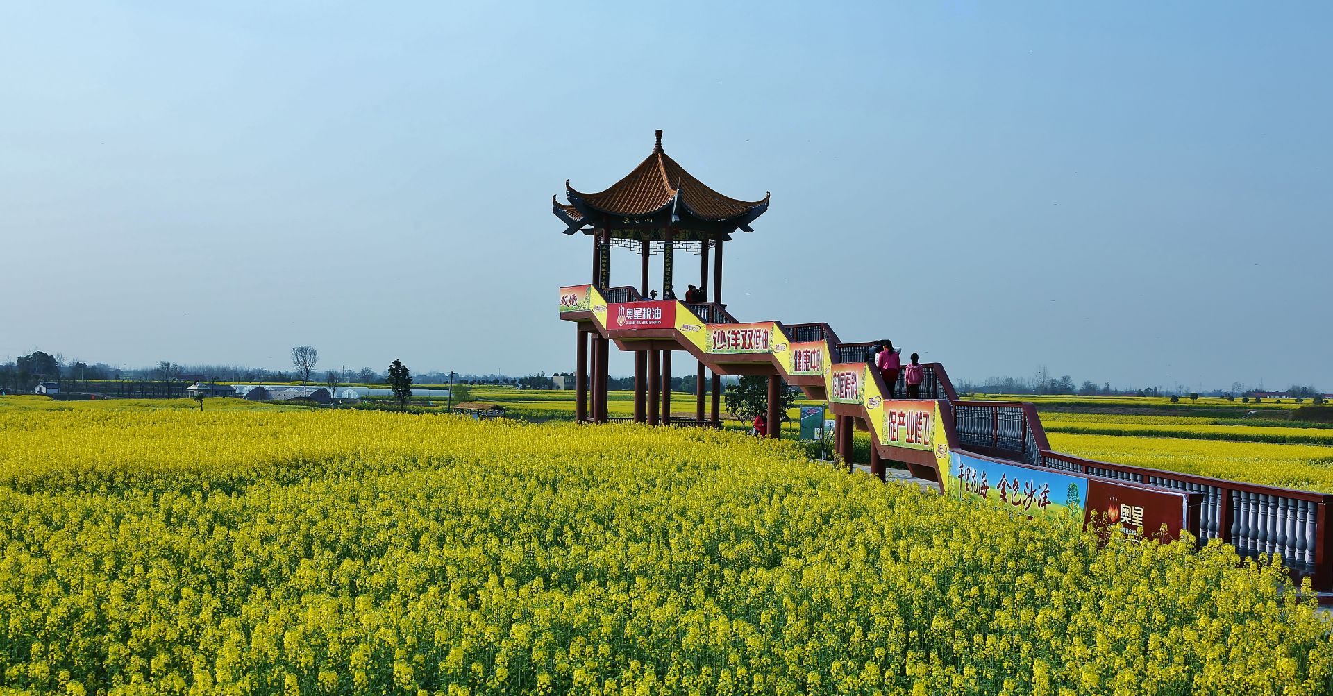 荆门花海图片