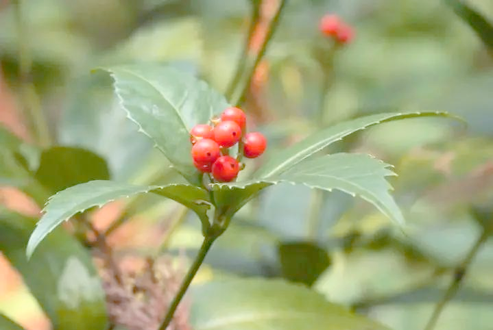的多样别名与功能解析