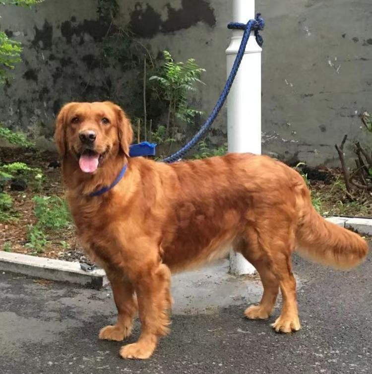 济南早已禁止饲养大型犬,烈性犬 90斤金毛跑起来小伙子都牵不住