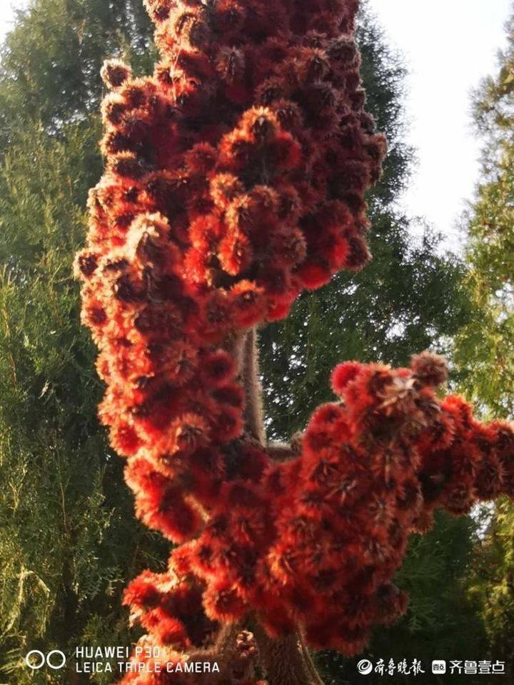 寒冷季节济南莲花山火炬树依然曼妙多姿,果实红艳似火