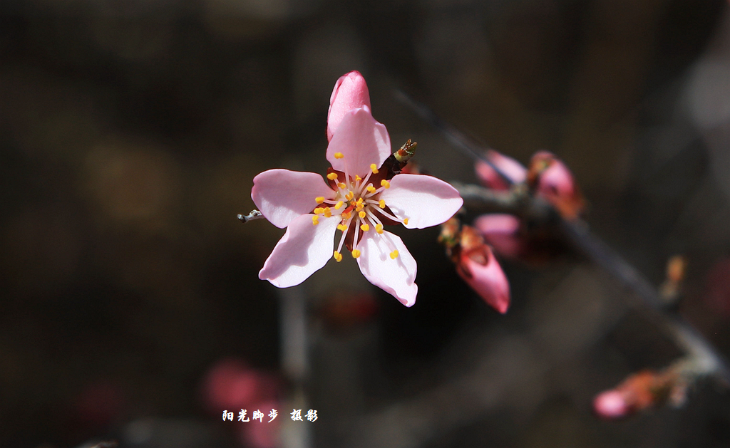 扁桃花开(贺兰山)
