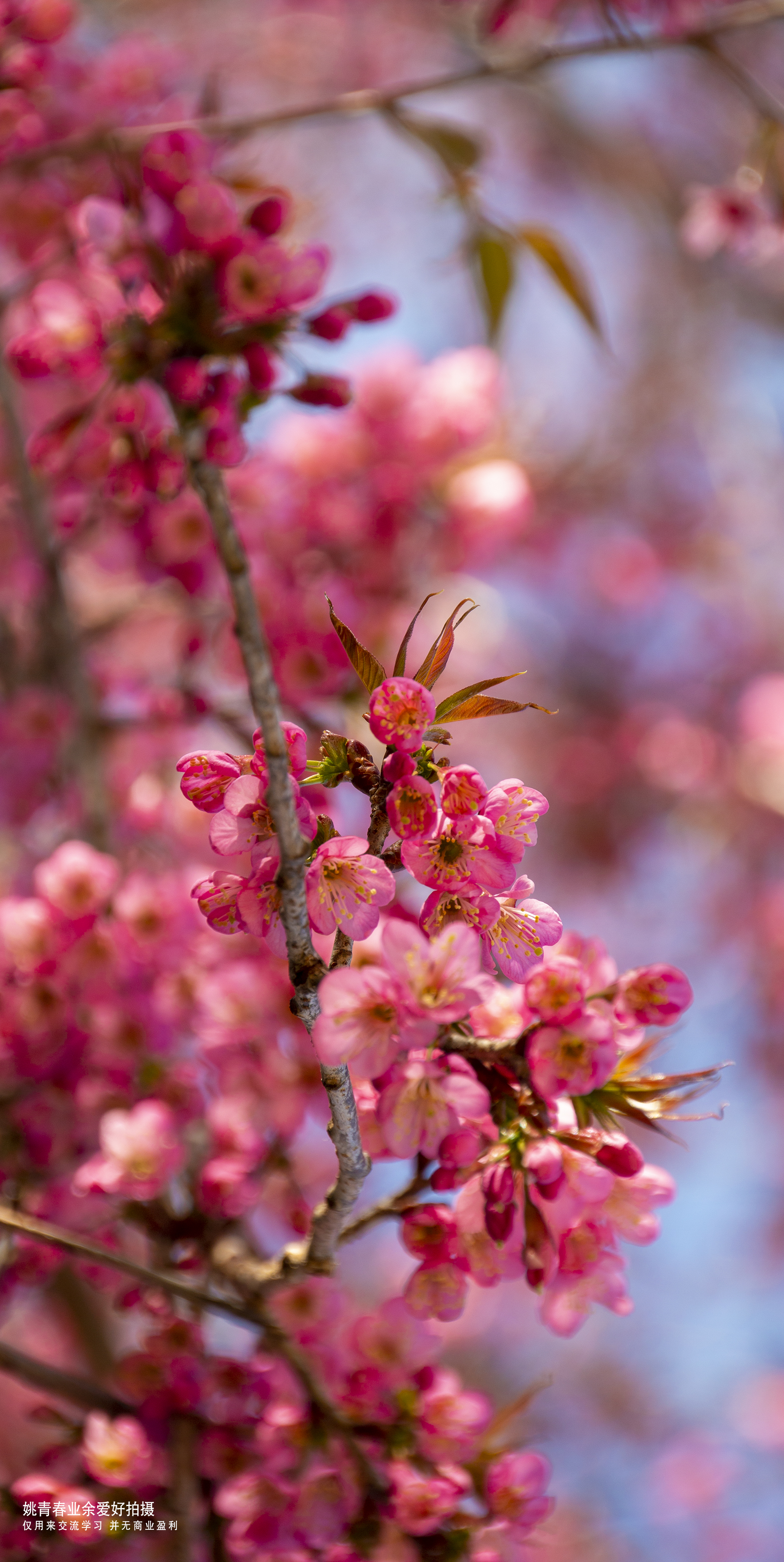 云南旅游攻略自由行临沧市凤庆县自然风光山水风景姚青春2021