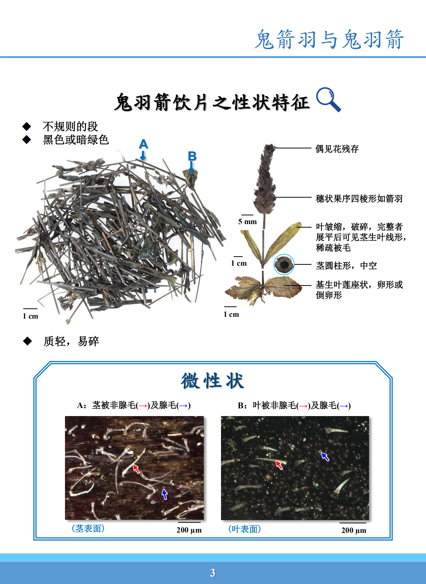 鬼箭羽与鬼羽箭鉴别