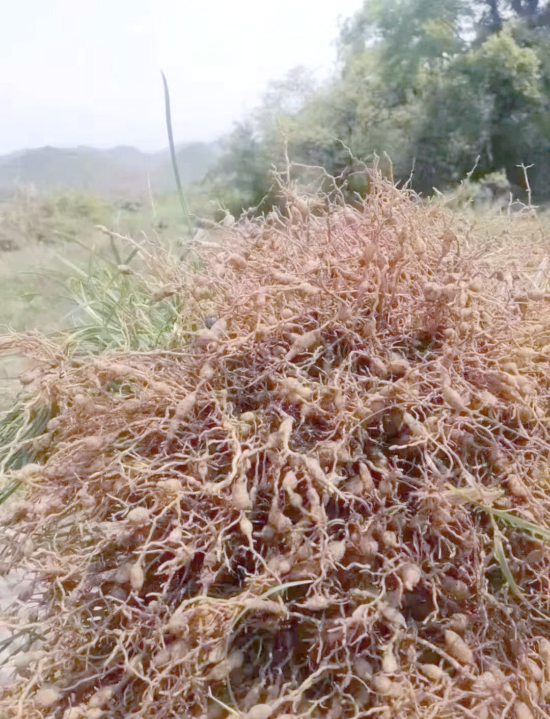 野生麦冬:一种具有多重功效的养阴中药