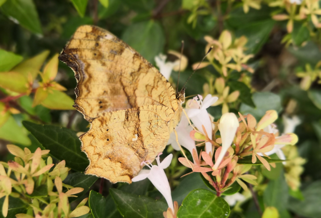 「探索」比翼双双飞,在上海最常见到哪些品种的蝴蝶?
