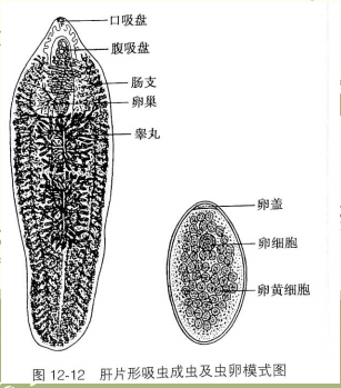 肝片形吸虫病的感染,危害及防治指南