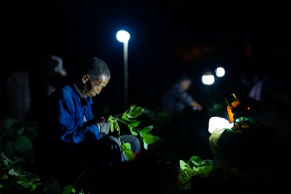 一捧毛豆的不眠夜——四川金堂官仓街道蹲点记