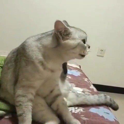 铲屎官在线求助:家里的猫成精了怎么办?总觉得它看我像个傻子