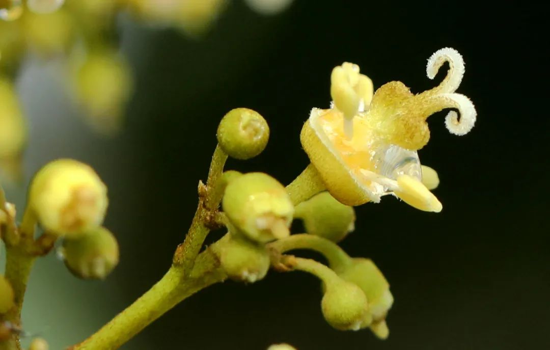 桔子雌花和雄花图片