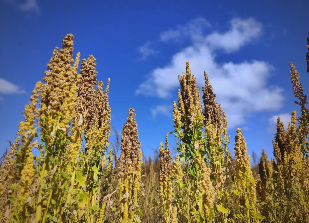 藜麦产业能否点亮赤峰高寒农业的新篇章?