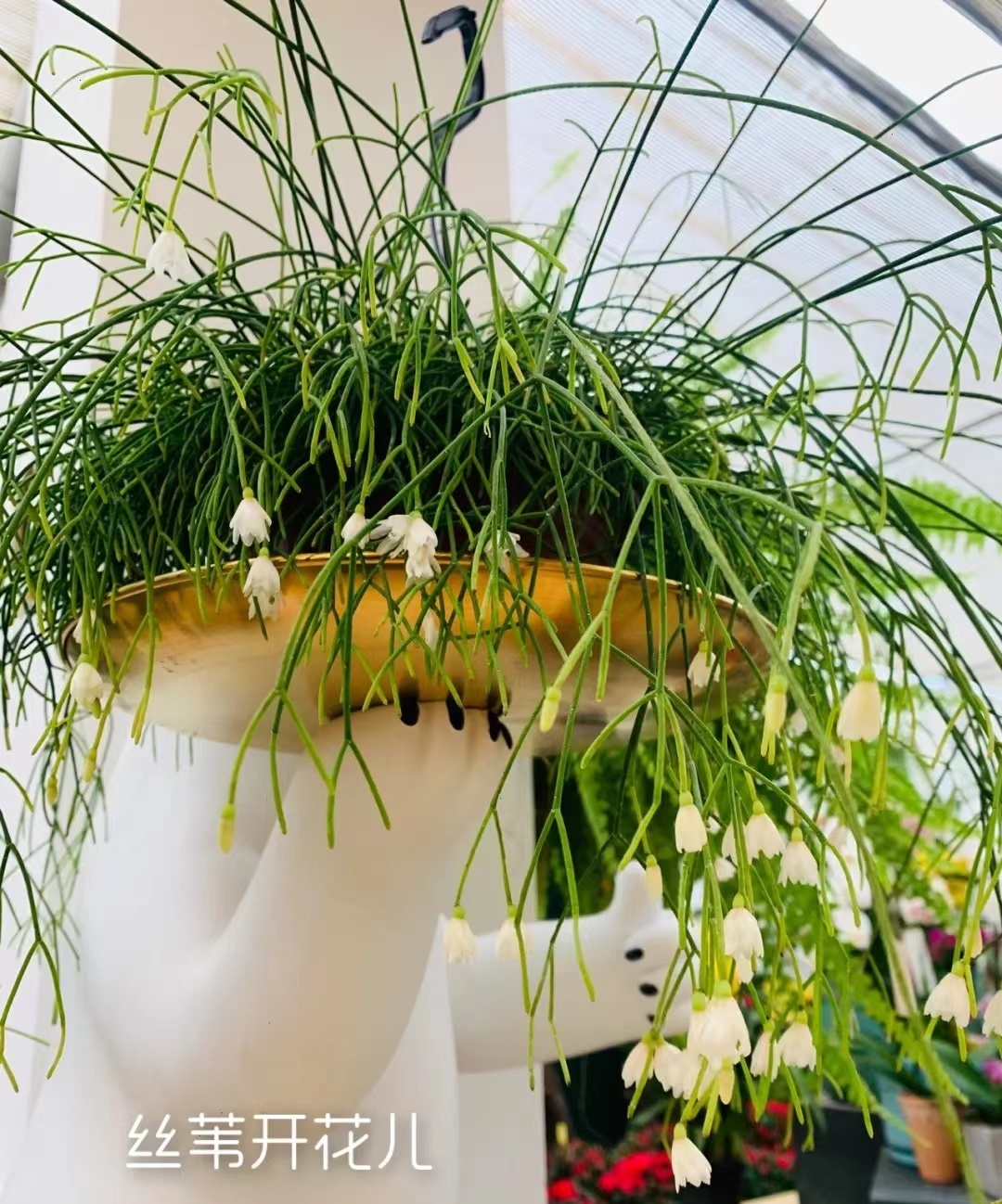 室内盆栽"新宠"—细叶丝苇,耐阴好养活,叶绿花美还会结果子