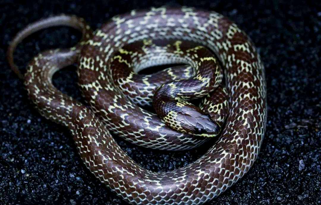 香港多种具有黑白斑纹的蛇类介绍