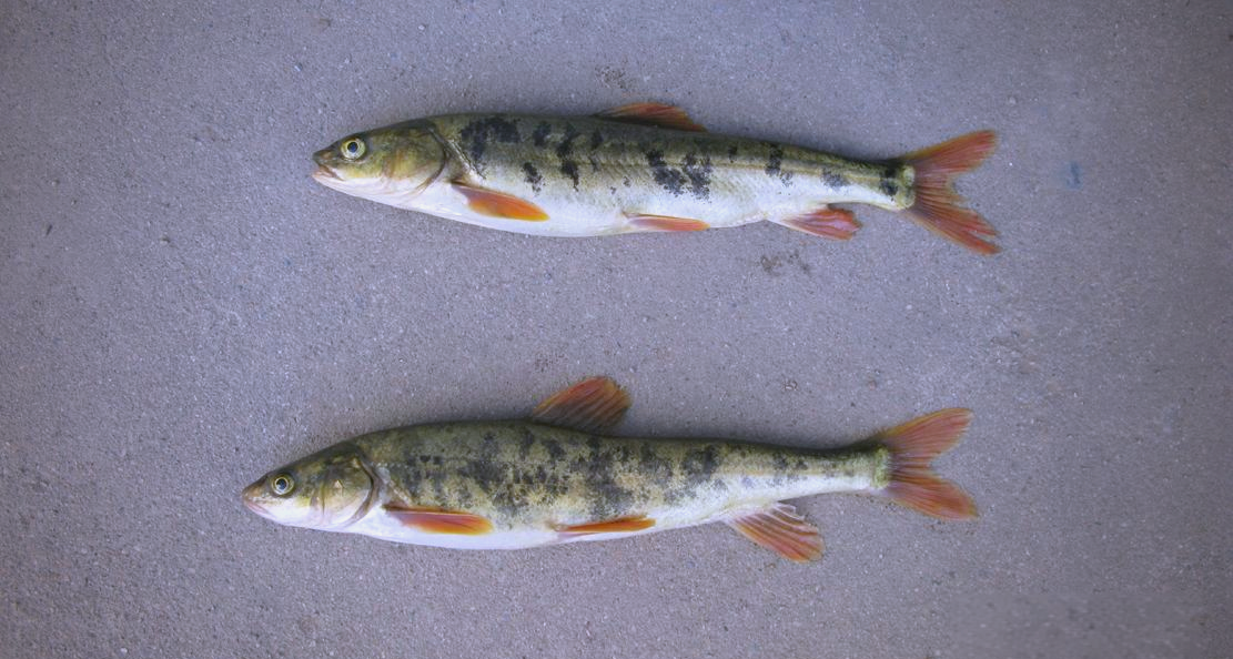 青海各地湟鱼多样,你了解多少?