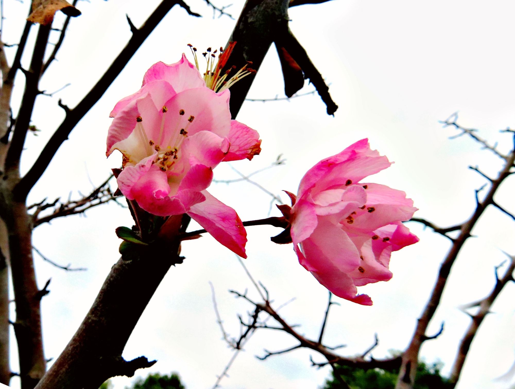 泰兴一杜鹃花冬季里开花 当地群众称奇
