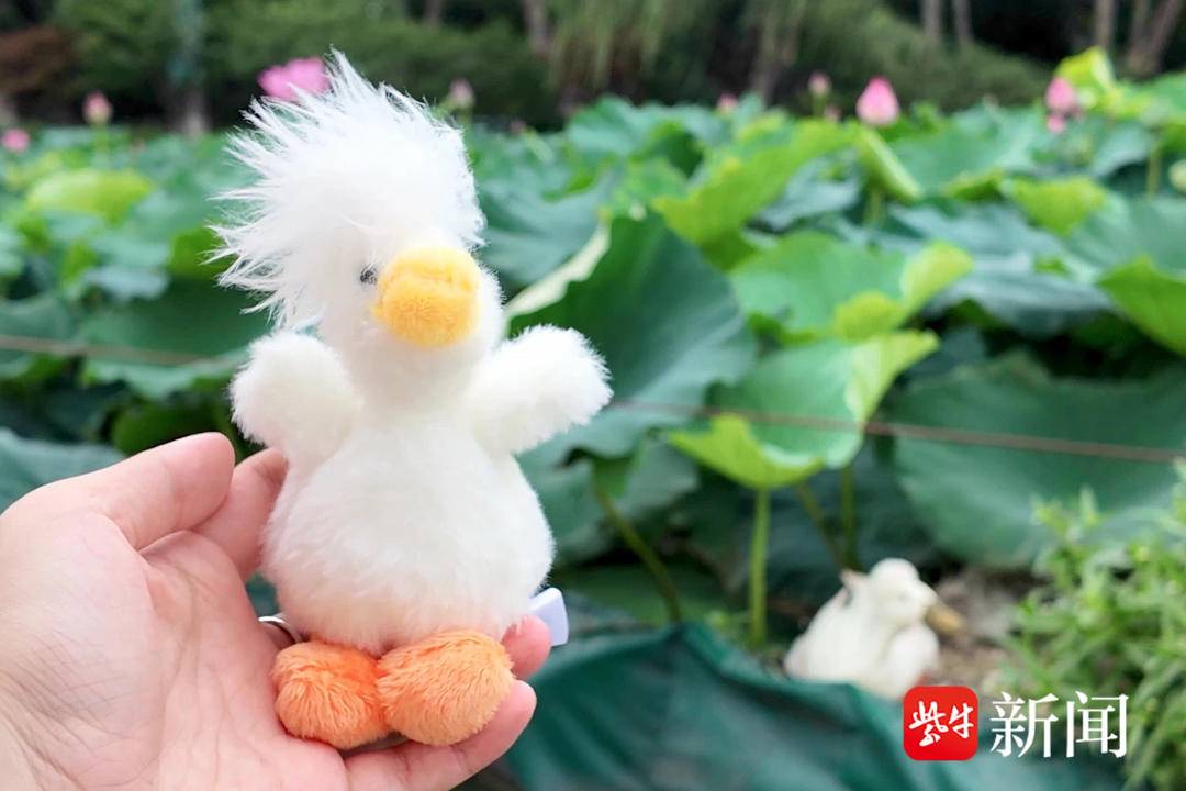 视频|南京玄武湖发型奇特的"爆炸头鸭",可以抱回家啦!