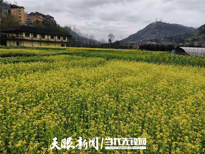 「民族要复兴 乡村要振兴」三穗寨头村:产业兴旺助力乡村振兴