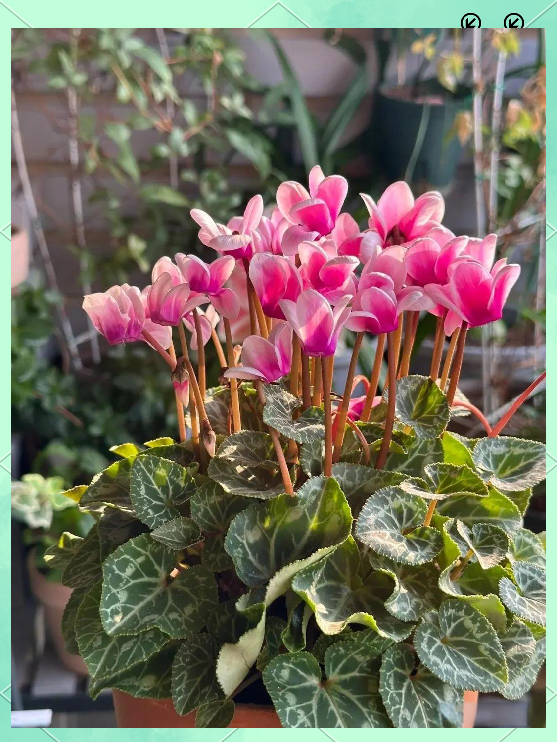 多种"高冷花"在冬日里绽放更显艳丽