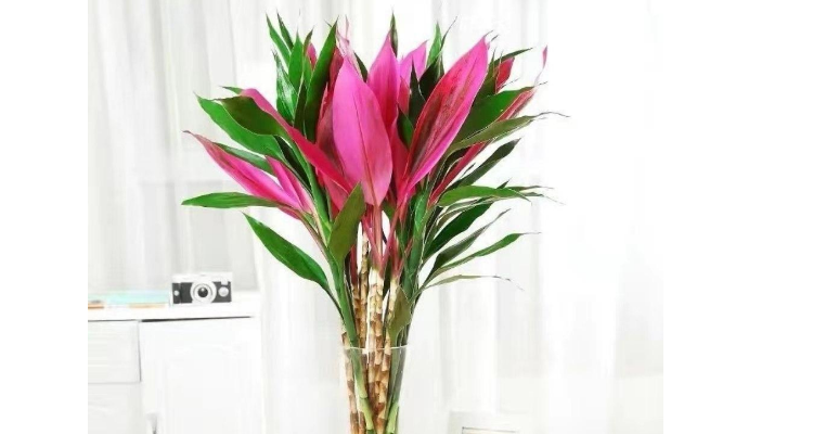 鸿运竹怎么越养越红