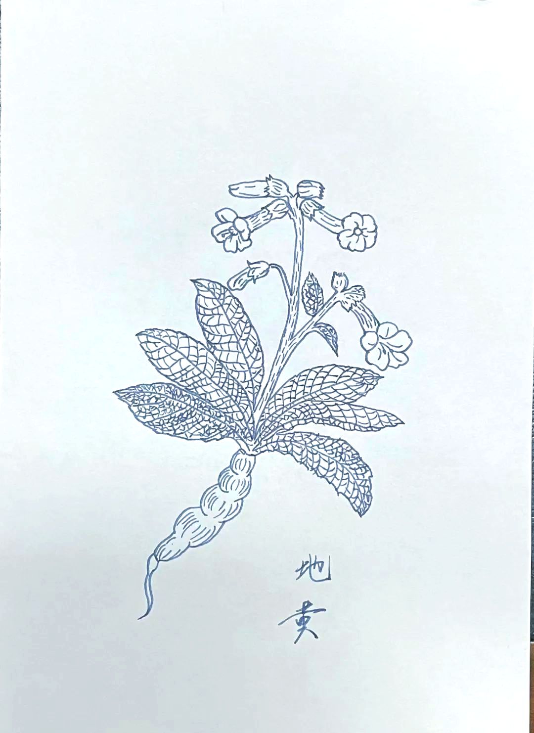 药材,又称熟地黄或伏地,别名酒壶花,山烟等,源自玄参科植物地黄的块根