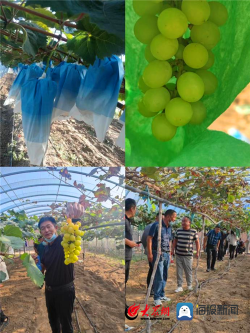 曹县苏集镇:书记"擂台比武"促乡村振兴