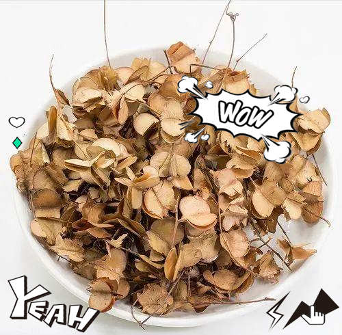 风车子:一种具有独特果实形状和药用功效的植物