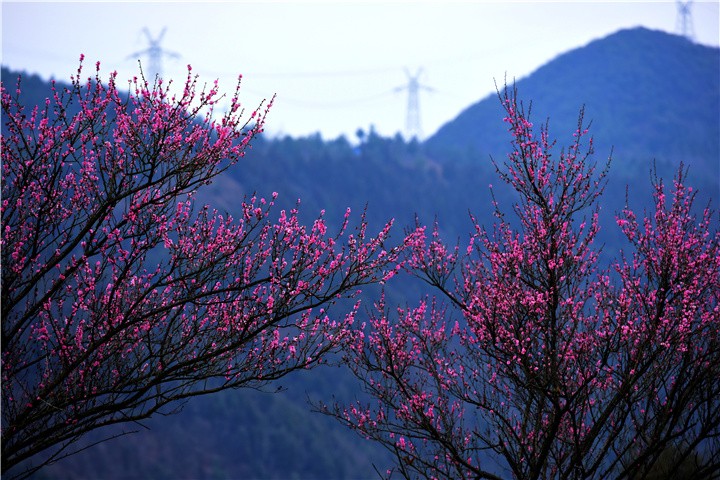 梅花山旅游景区图片图片