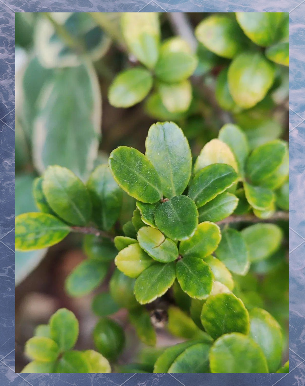 龟甲冬青:常绿小灌木的多样应用与象征意义