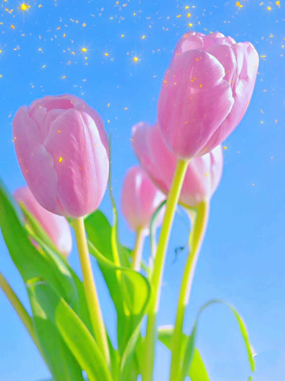 元气满满的早安句子,阳光唯美,一见倾心