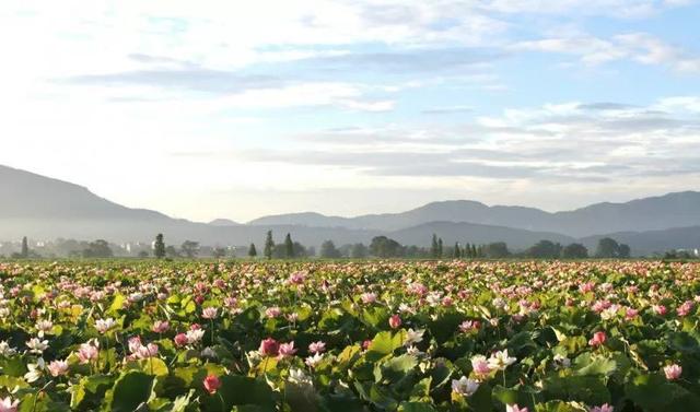 落选全国优秀县委书记,原萍乡市莲花县委原书记张运来被双开