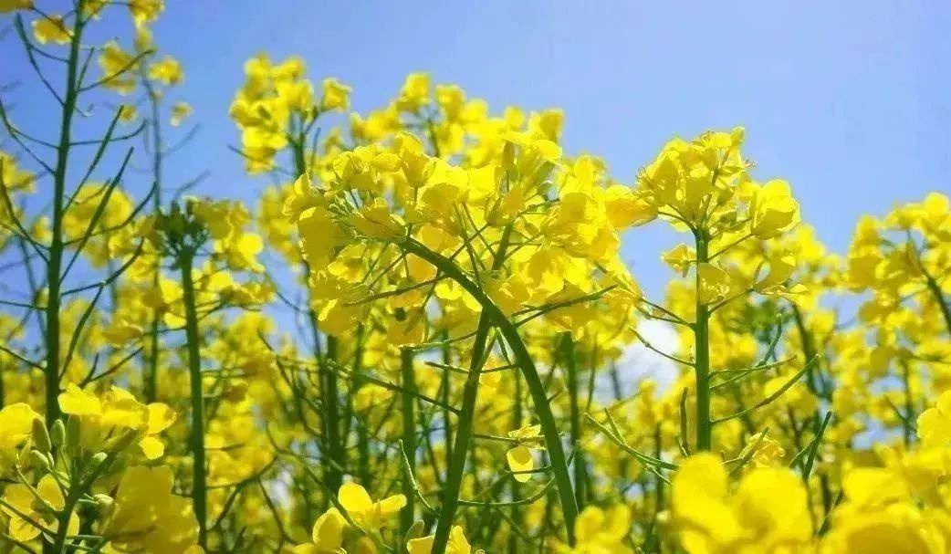 绝美!黄石这里的花花花花全开了