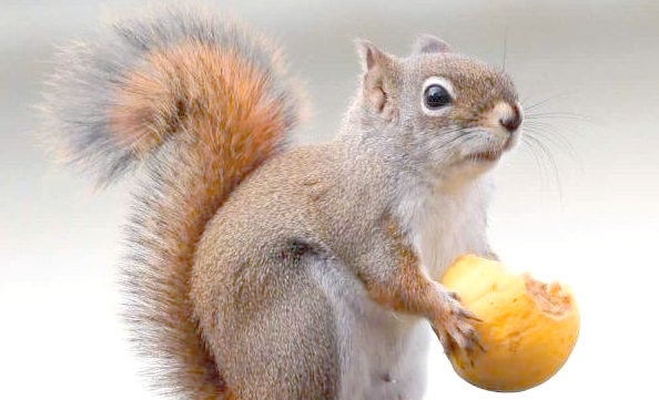 松鼠:吃货界的佼佼者,边吃边打包的萌物