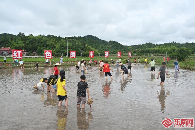 我在大洋有亩田 莆田大洋乡第四届插秧文化节举行