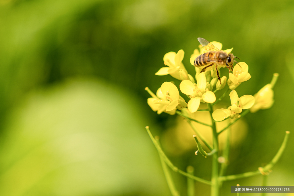 最美油菜花图片大全图片