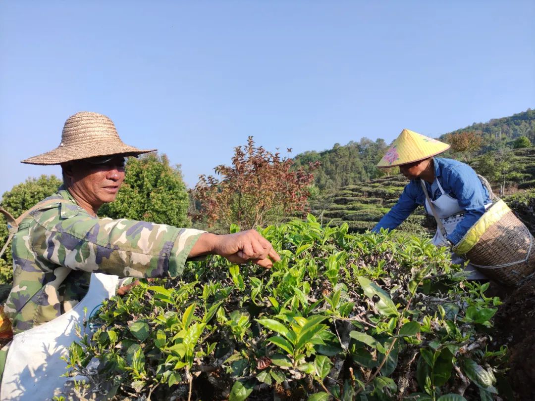 岳宋乡早春茶陆续开采