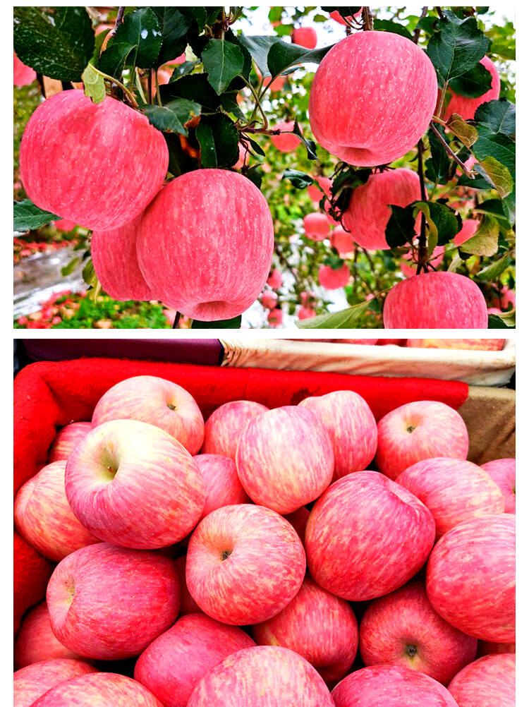 山东烟台红富士苹果:口感香甜,色泽艳丽