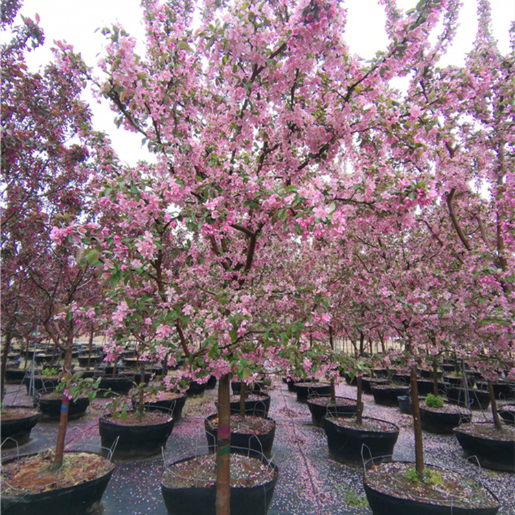 罗宾逊海棠的养护技巧