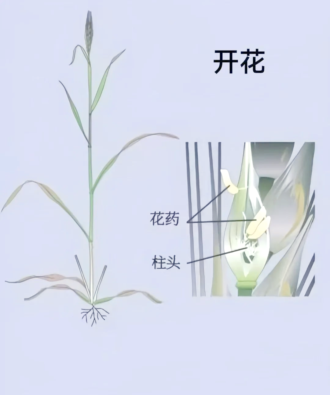 小麦的生命之旅:从播种到收获的多个阶段