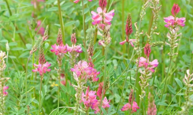 豆科牧草有哪几种