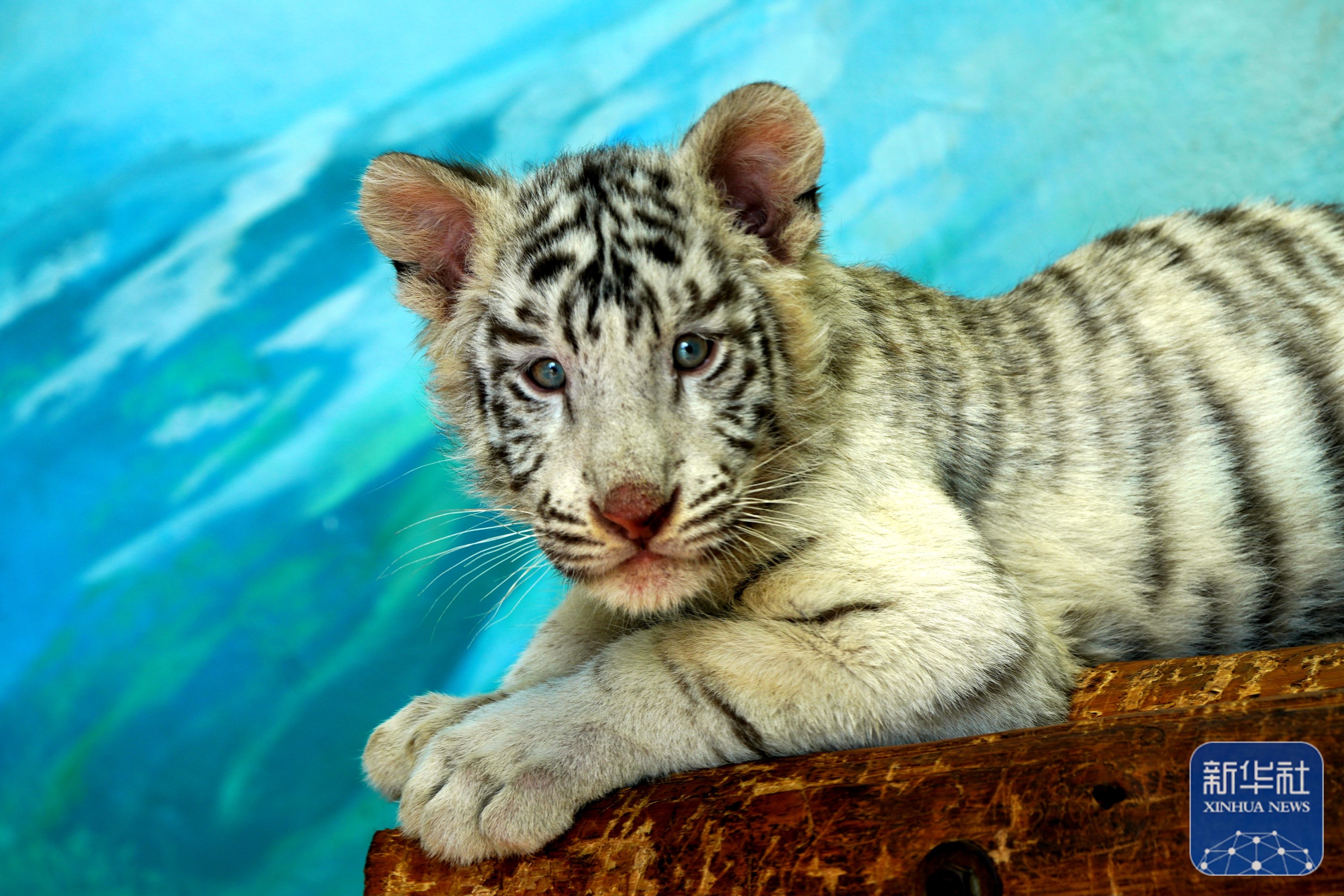 上海野生动物园的"萌"虎"小白"